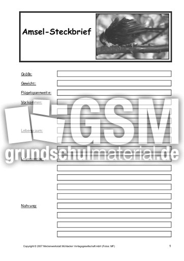 Amsel-Steckbrief-B-SW-1.pdf